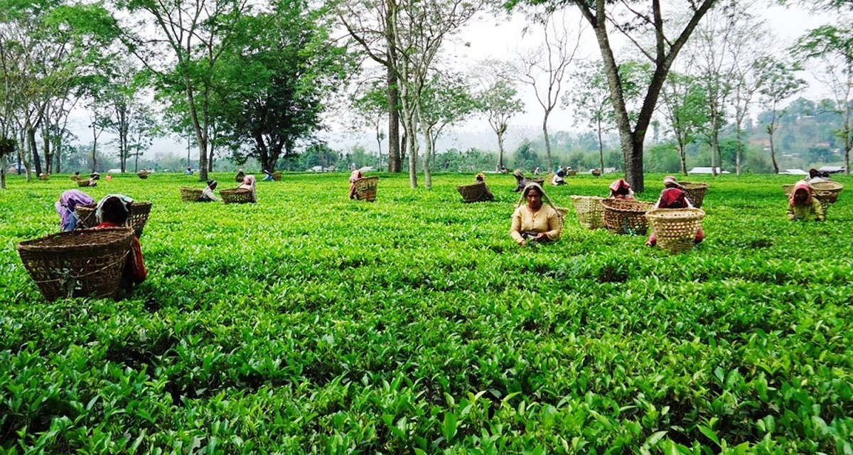 अन्तर्राष्ट्रिय बजारमा नेपाली चिया सर्वोत्कृष्ट
